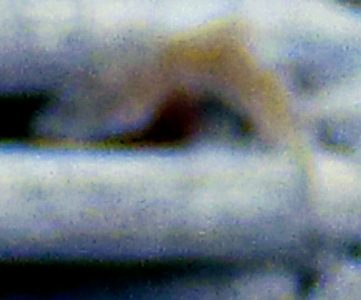 Morgellons, what we know, what you need to know and what they think they know can be so different.